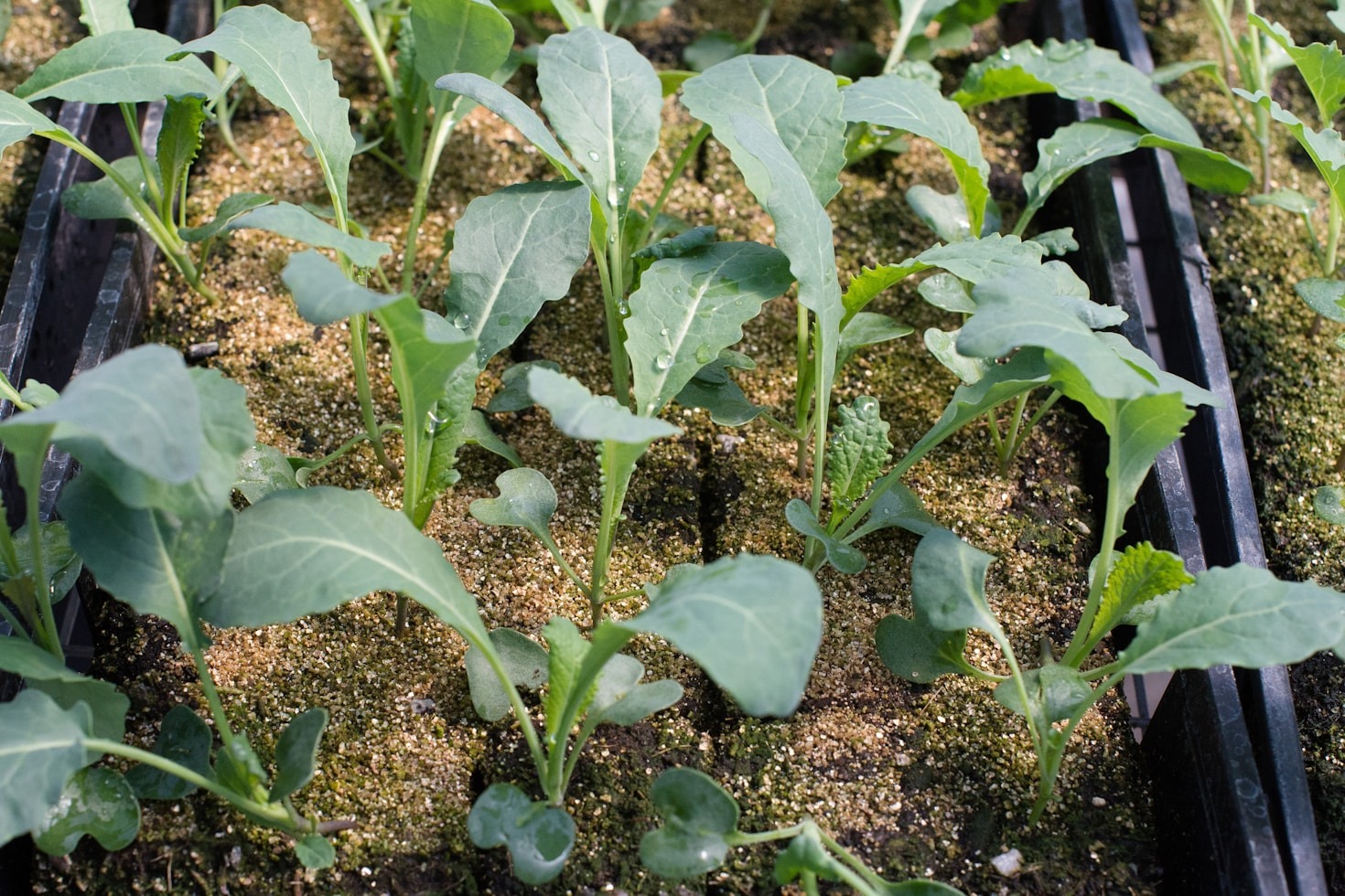 Tips for Implementing Cover Cropping on Your Farm