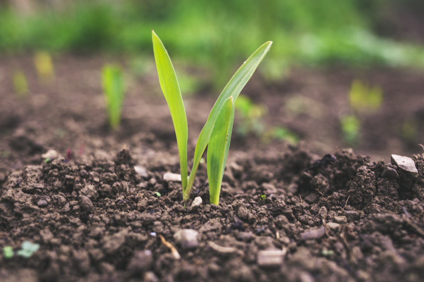 How Regenerative Agriculture Fights Climate Change