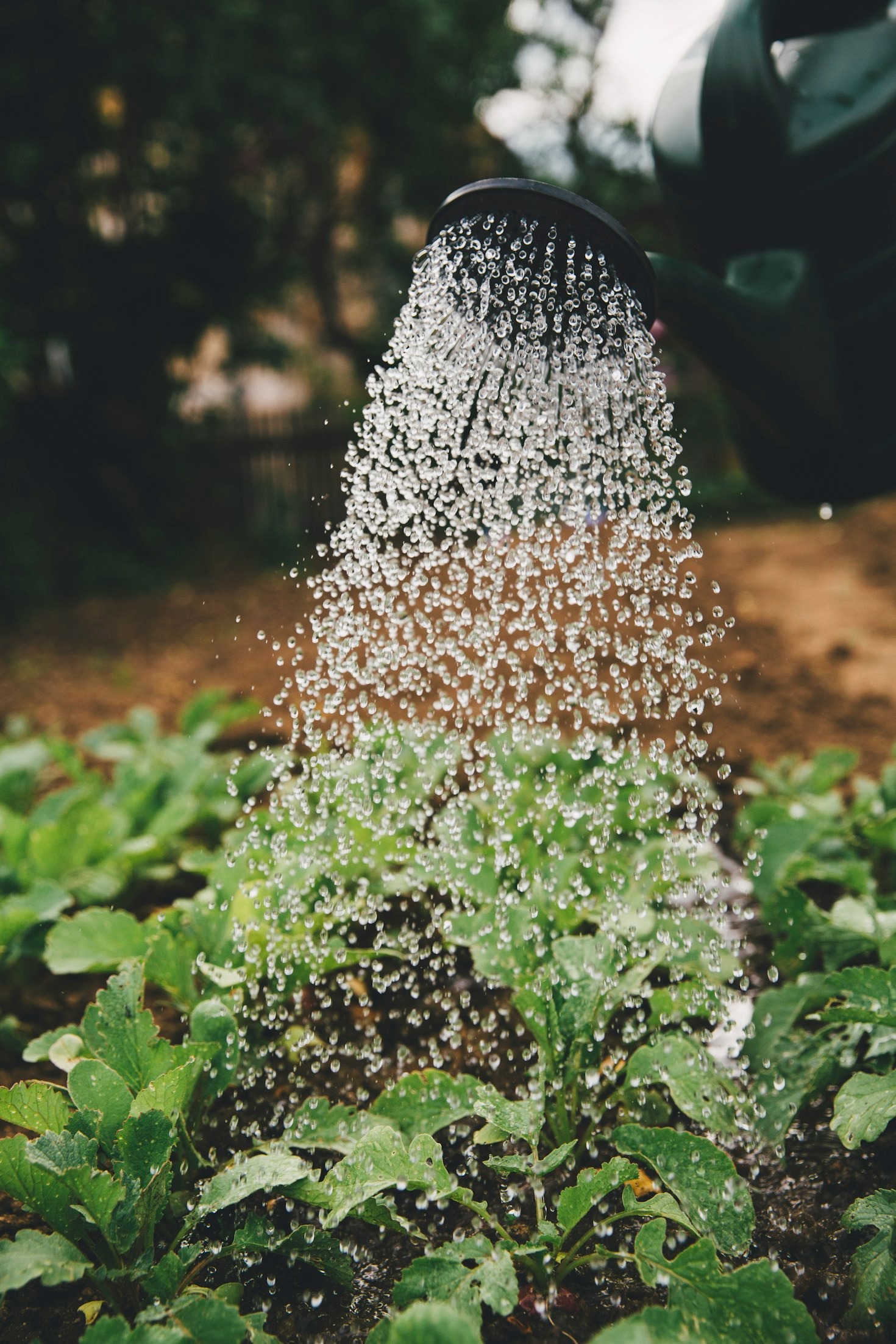 Consumer Choices That Promote Sustainable Farming